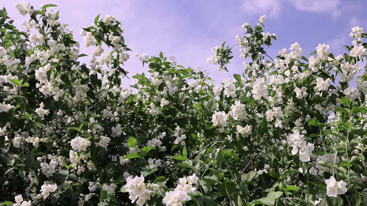 盛开的白色茉莉花在春天的季节视频素材