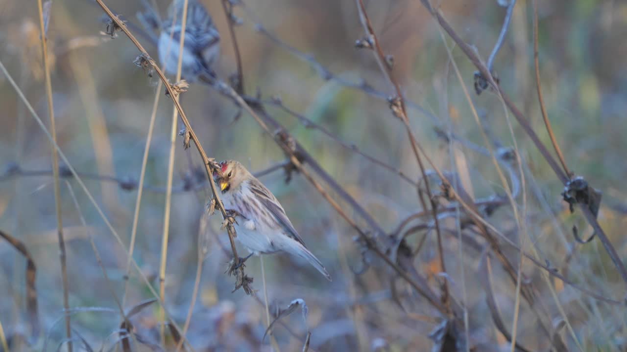 红背鸟(Acanthis flammea)栖息在干草上吃种子。视频素材