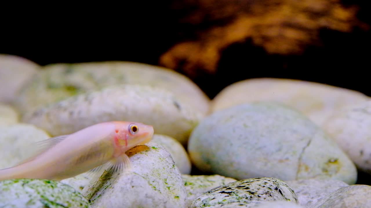 水藻吃鱼在水族馆里自由自在地游视频素材