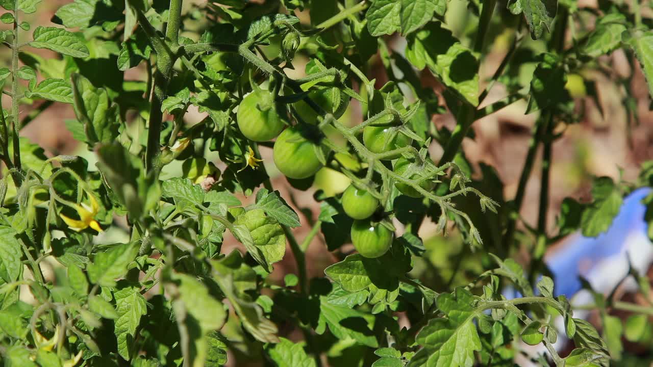 在花园里给绿番茄浇水的特写镜头。视频下载