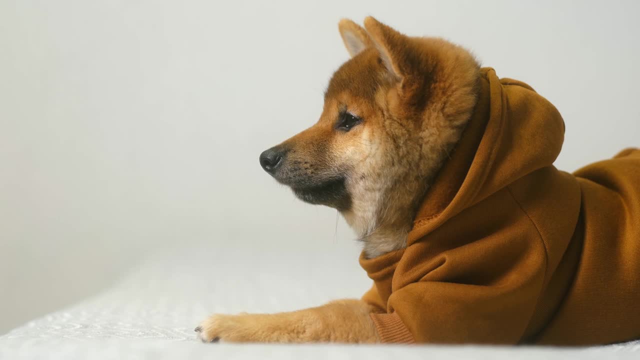 一只柴犬幼犬的肖像视频素材