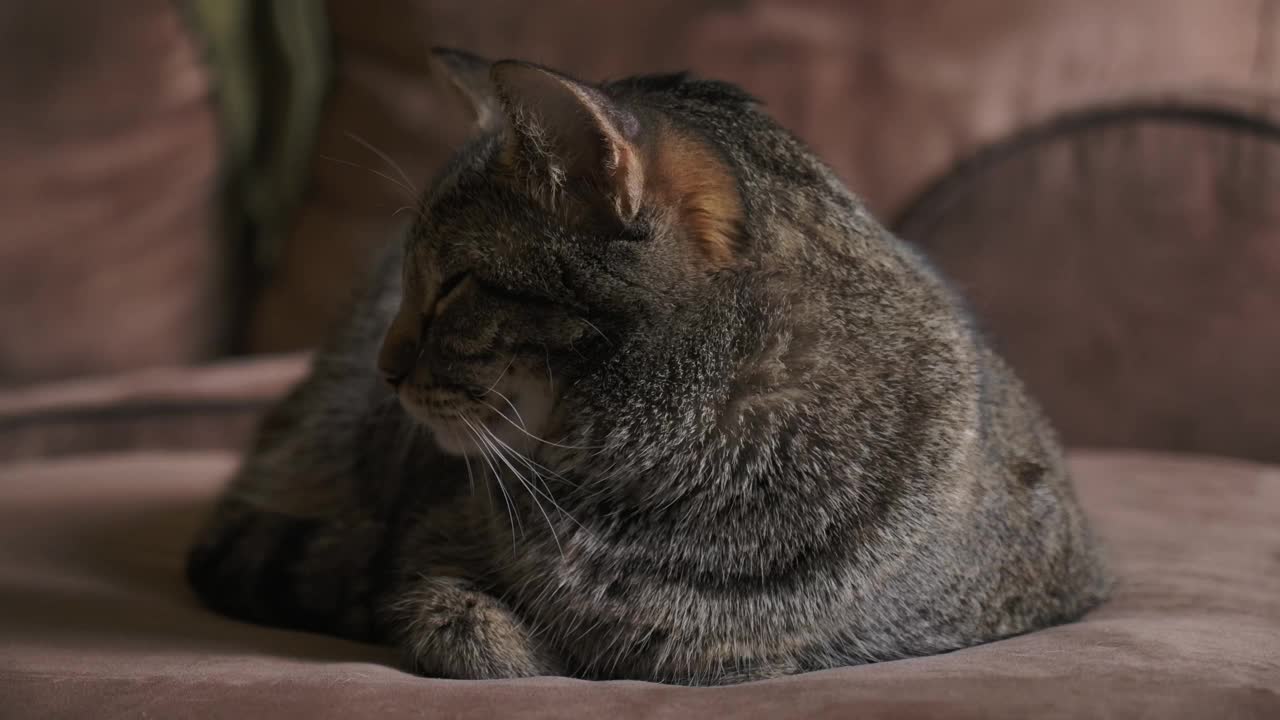 猫躺在屋子里的沙发上。-特写视频素材