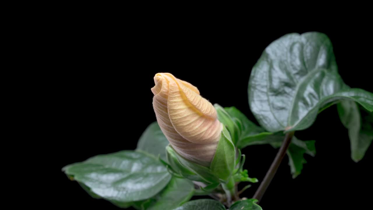 4K时间流逝盛开的芙蓉花视频下载