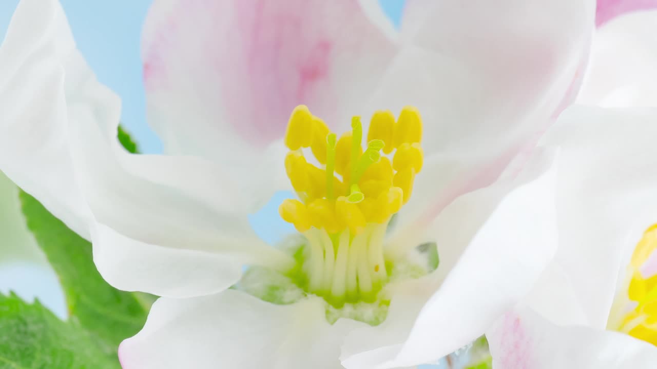 时间流逝盛开的苹果花在蓝色视频下载