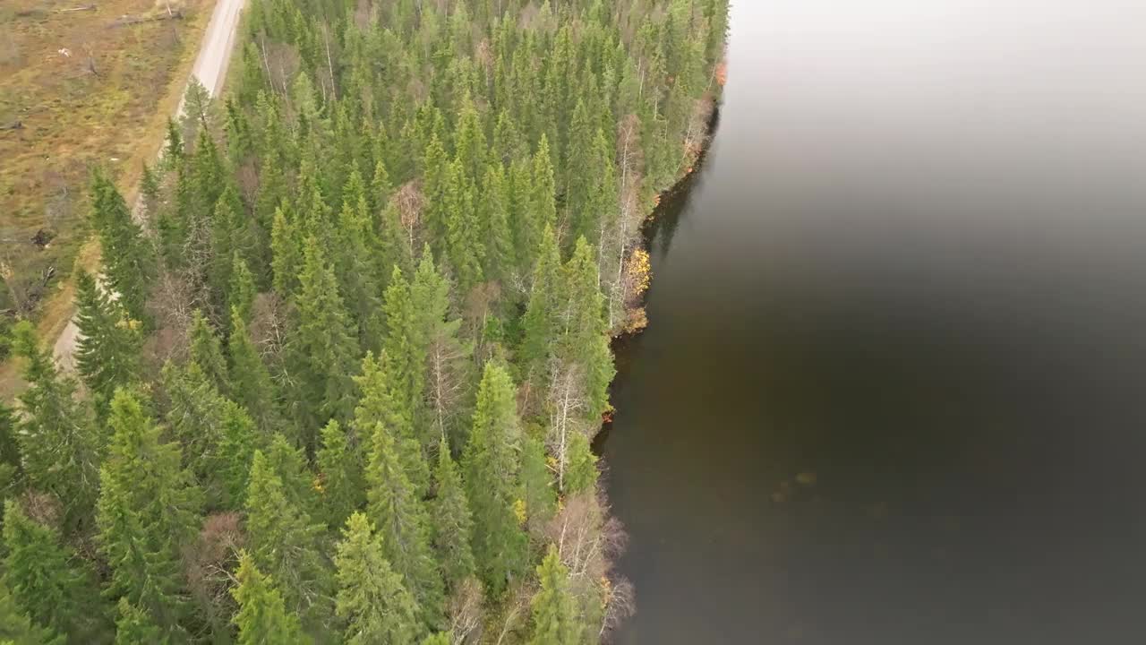 瑞典湖岸秋林中的冷杉和桦树。空中拍摄视频素材