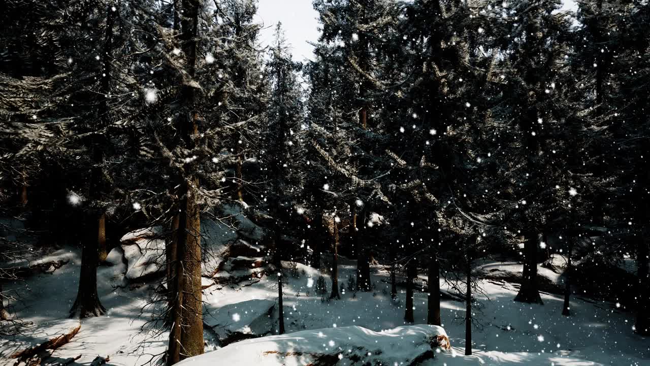 这是一个宁静的冬季仙境，茂密的森林被雪覆盖着视频素材