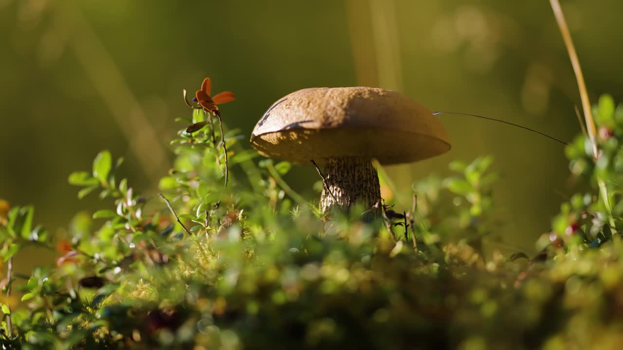 色彩斑斓的森林灌木丛中的蘑菇。近景视差镜头。散景。视频素材