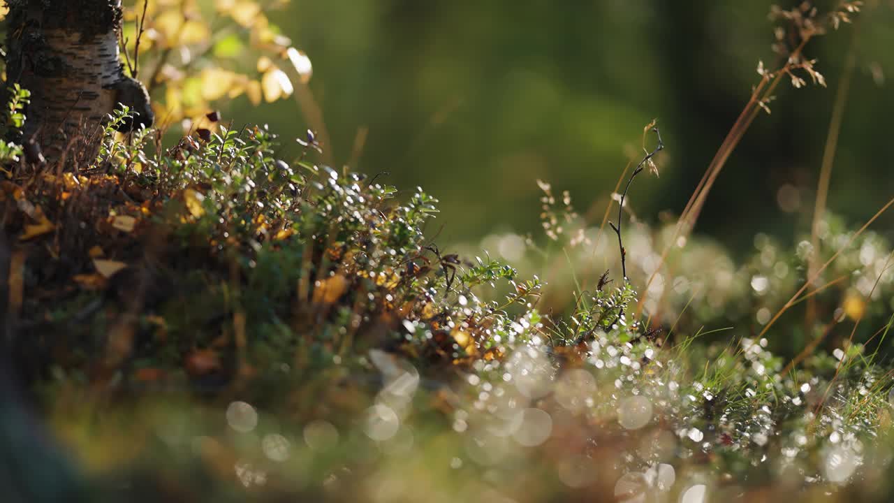 森林灌木丛中柔软的小植物地毯。视差视频。散景背景。视频素材