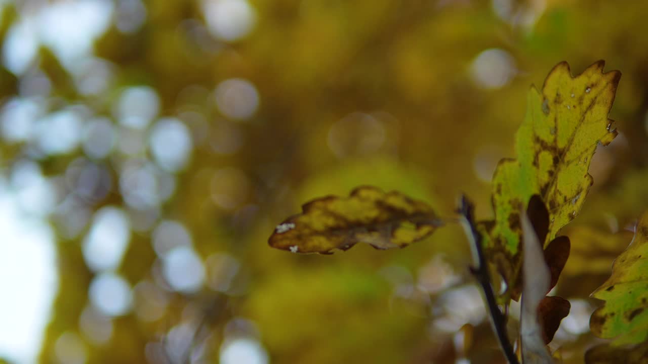 在落叶林中，秋叶的树冠映衬着蔚蓝的天空。视频素材