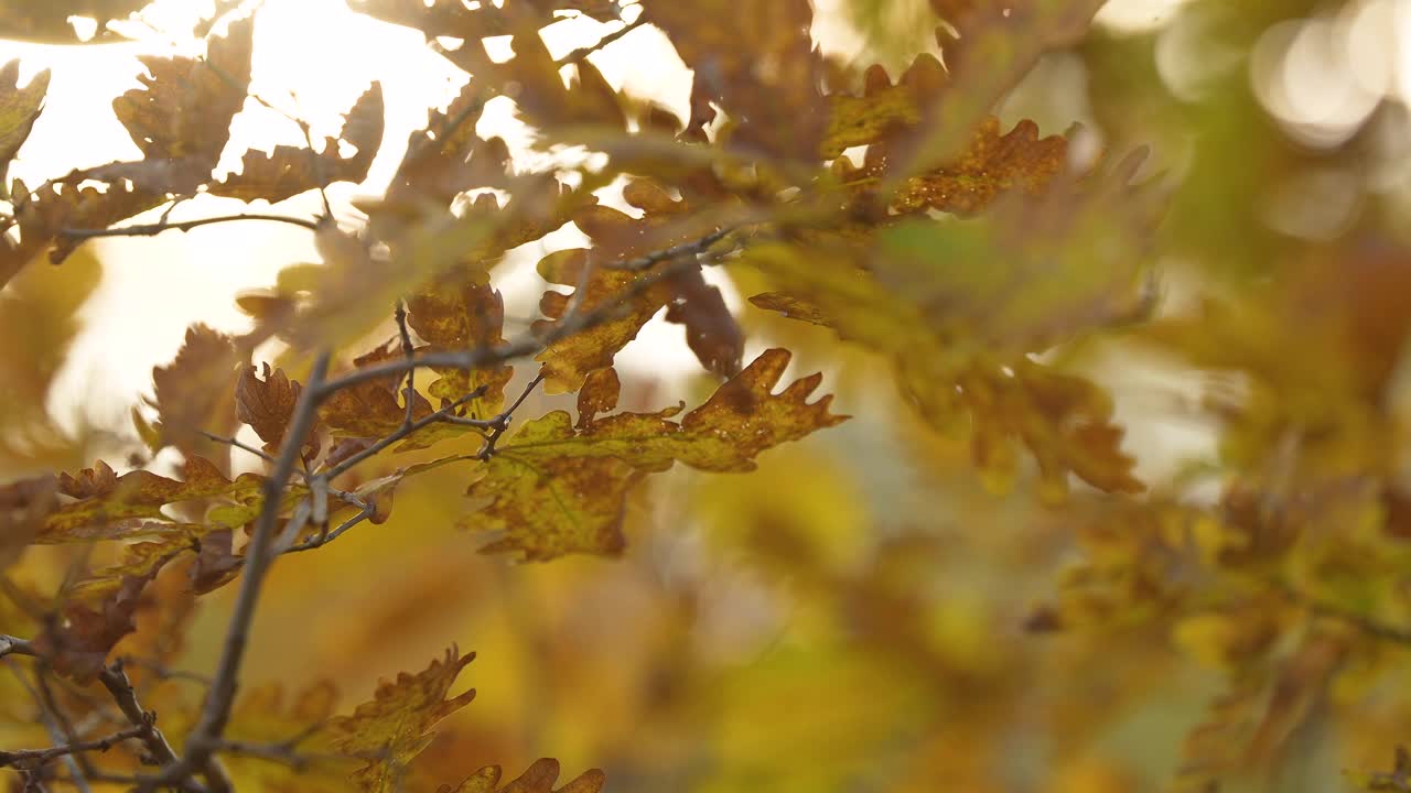 阳光照耀下的秋叶呈现出暖色调的调色板，带有柔和的散景背景。视频素材