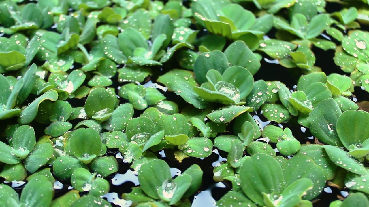 阿普阿普植物在这片水域上生长视频下载