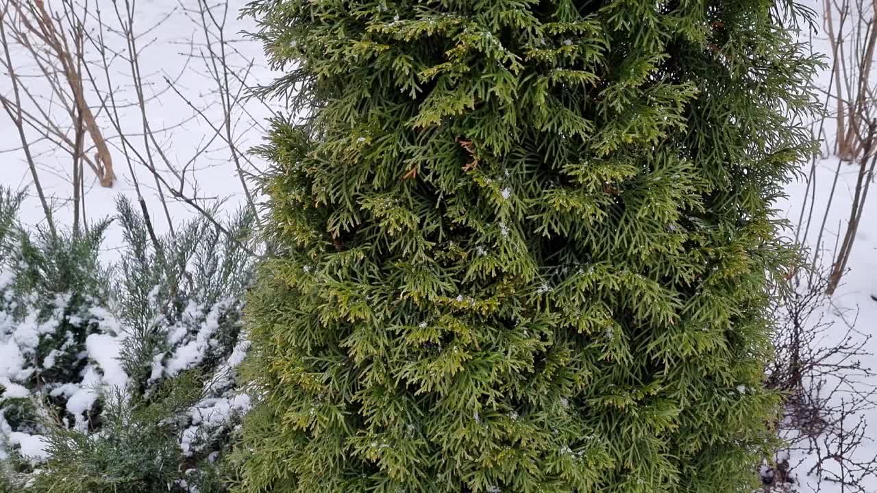 大雪对常绿冷杉、暴雪、冬季森林有积雪覆盖的树木、自然景观、恶劣的天气条件视频素材