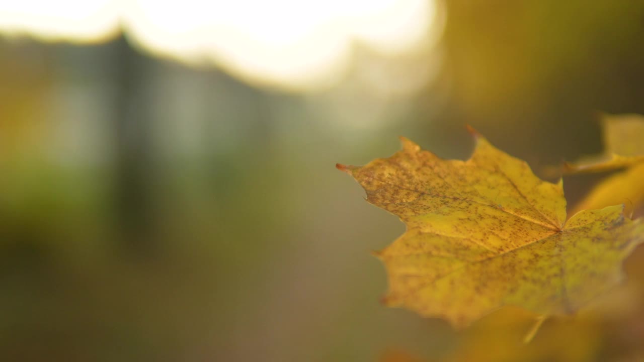 特写金黄的秋叶，在背景微距镜头中有温暖的散景效果视频素材