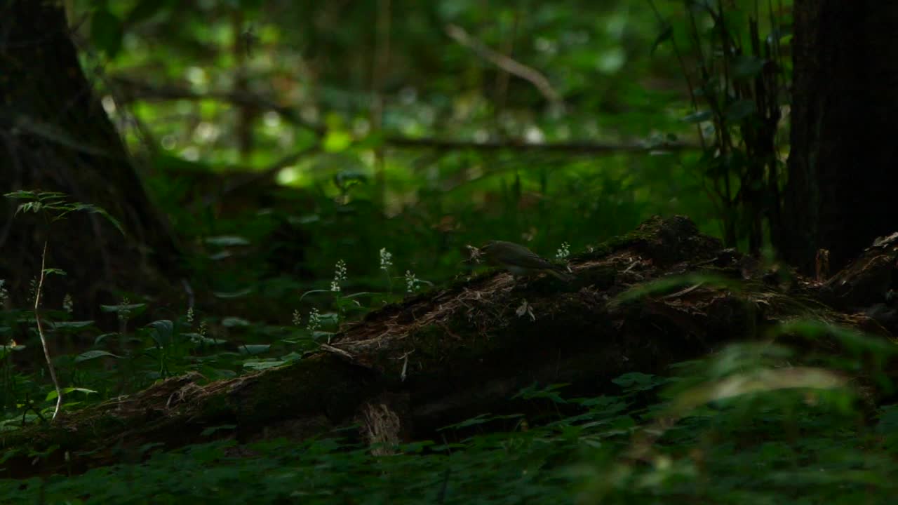 林莺(Phylloscopus sibilatrix) -超级慢动作视频素材