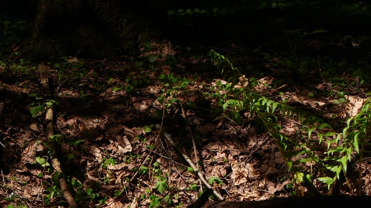 林莺(Phylloscopus sibilatrix) -超级慢动作视频素材