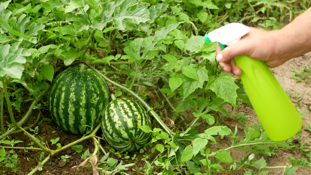 用喷雾瓶喷洒田间西瓜。视频素材