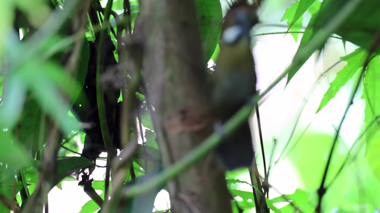 毛茸茸的背鸟叽叽喳喳视频下载