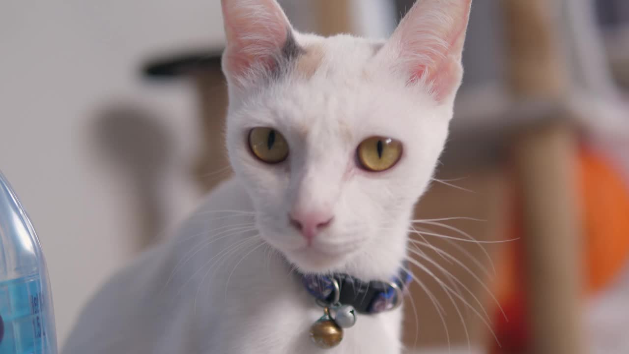 可爱的白色泰国猫具有不可抗拒的可爱魅力。近距离拍摄可爱的白猫视频素材
