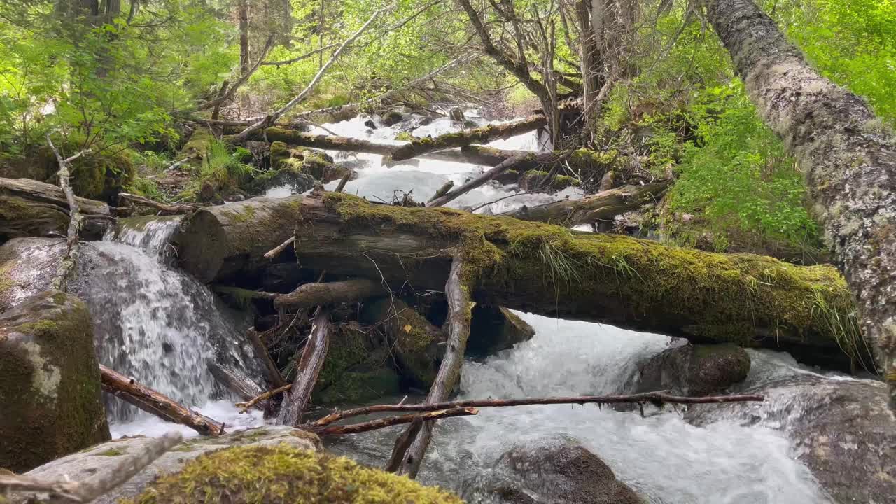 森林中山间河流的景色。树林间湍急的溪流。视频素材