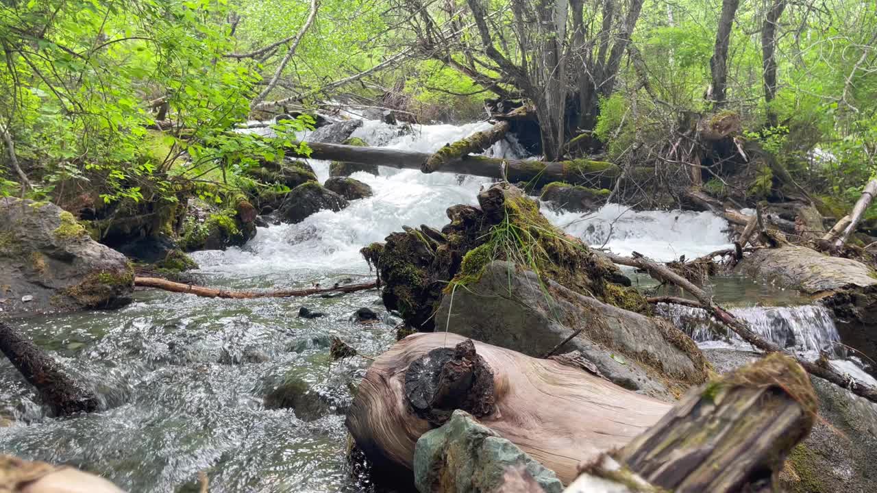 森林里一条河的背景是一棵折断的树。在大自然中休闲的一个风景如画的地方。视频素材