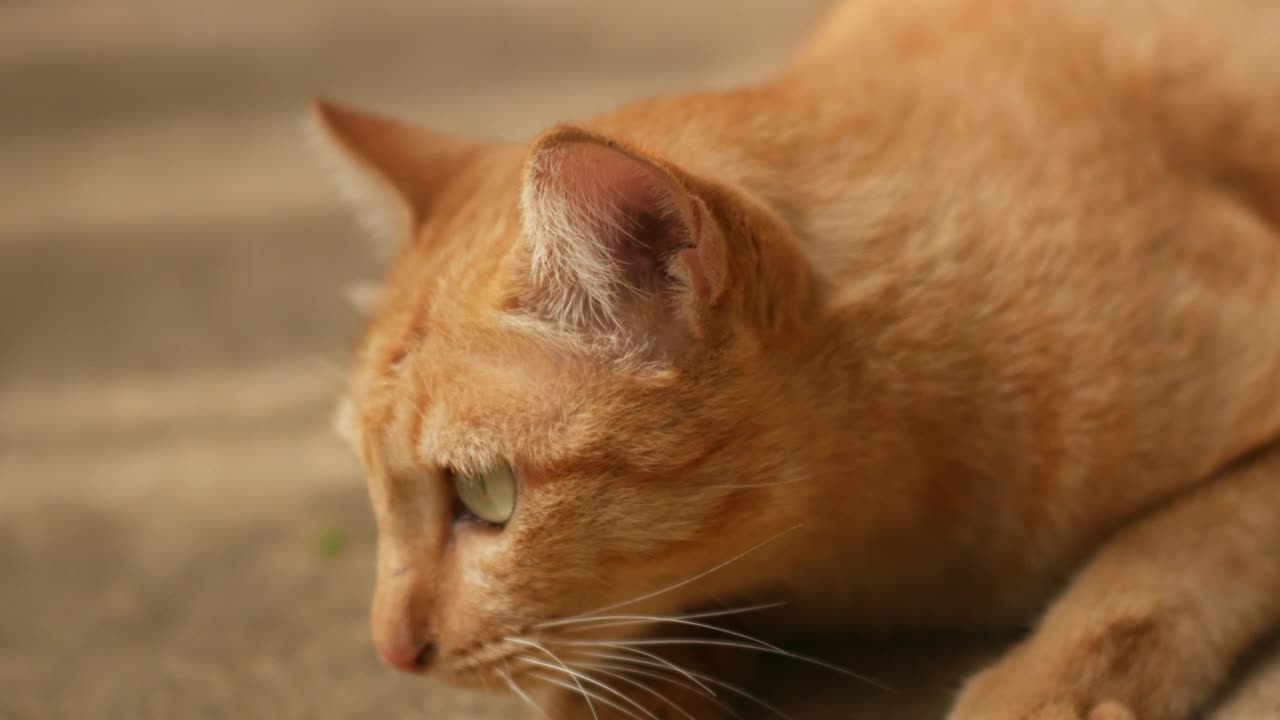 家养的户外姜猫，头上有猫斗伤，鼻子上有抓痕，移动雷达耳朵，倾听声音，从敌人和危险中向外看，特写镜头视频下载