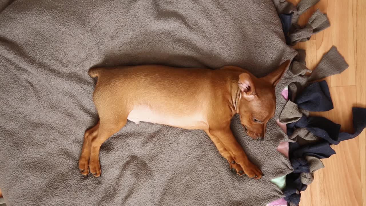 小狗俯视图上床睡觉。Mini pinscher brown。视频素材