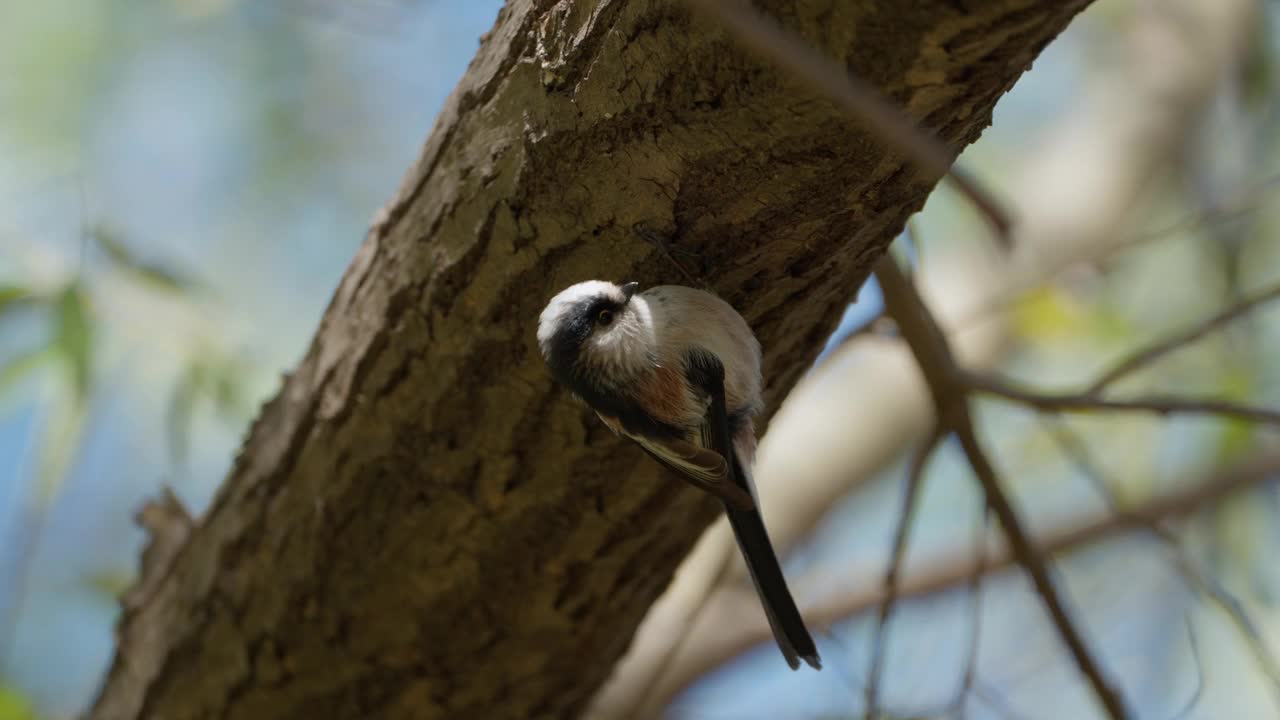 长尾山雀(Aegithalos caudatus)或山雀在树枝上觅食视频素材