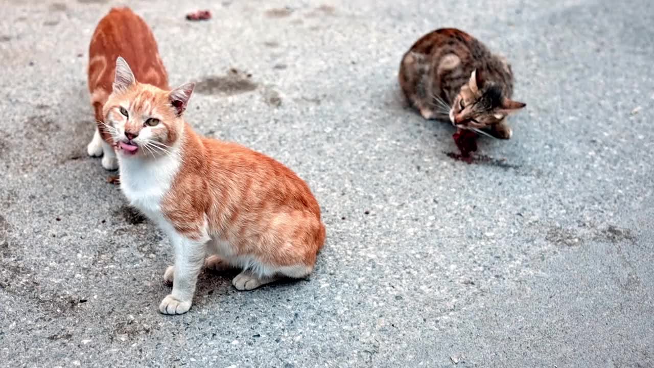 三只饥饿的流浪猫吃着在城市街道上的垃圾堆里找到的食物或肉。视频素材