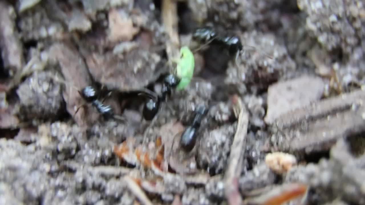 黑蚂蚁和蚜虫在野外。蚂蚁携带蚜虫。蚂蚁追踪视频素材