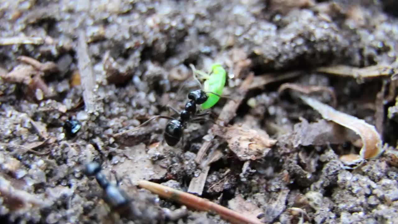 黑蚂蚁和蚜虫在野外。蚂蚁携带蚜虫。蚂蚁追踪视频素材