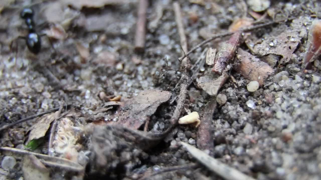 黑蚂蚁和蚜虫在野外。蚂蚁携带蚜虫。蚂蚁追踪视频下载