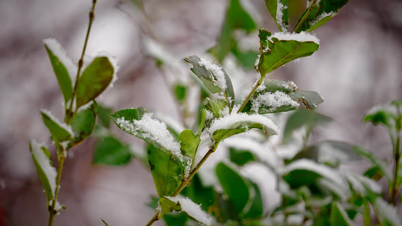 冬天落在植物叶子上的雪——雪叶子。-特写，慢镜头视频素材