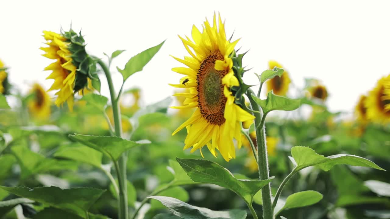 美丽盛开的自然景观。大黄蜂在田野里为向日葵授粉。蜜蜂收集蜂蜜和花粉。农田产业为生态葵花籽油生产视频素材