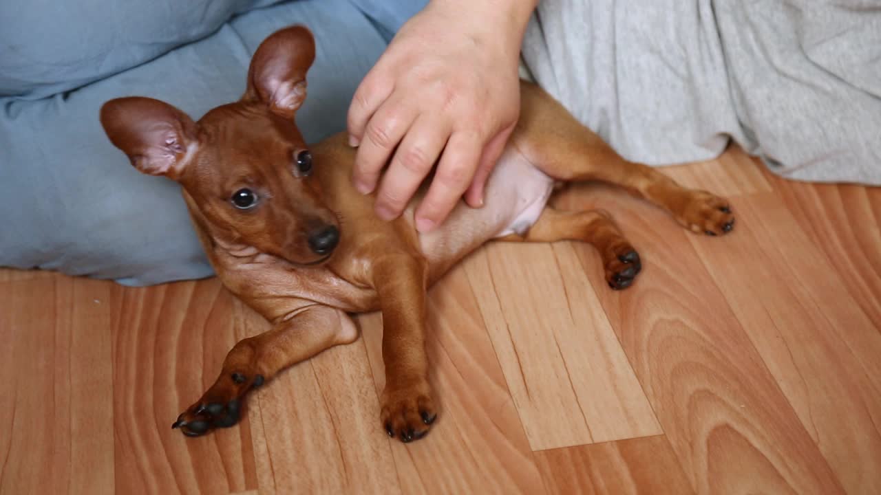 小狗躺在主人旁边。Mini pinscher brown。视频素材