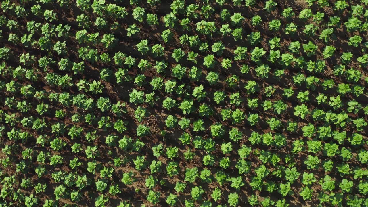 春季鸟瞰农田农田种植。农业工业，无人机拍摄种植蔬菜行。植物排成一行，从上面看农场景观视频素材