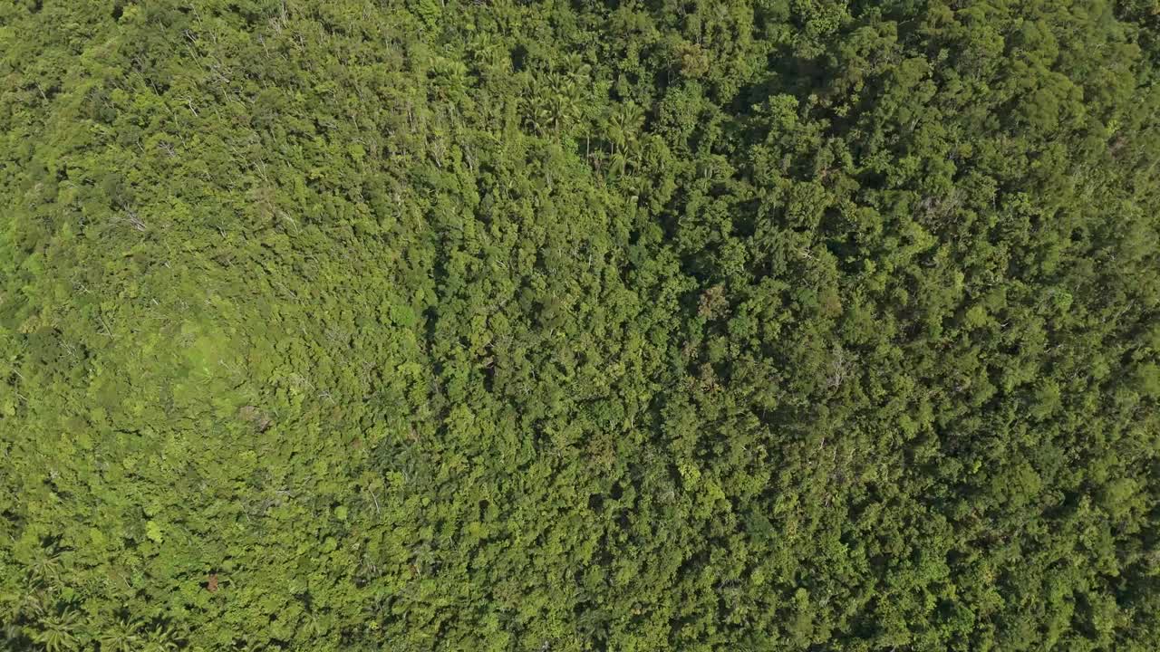 菲律宾茂密的热带森林和丘陵鸟瞰图视频素材