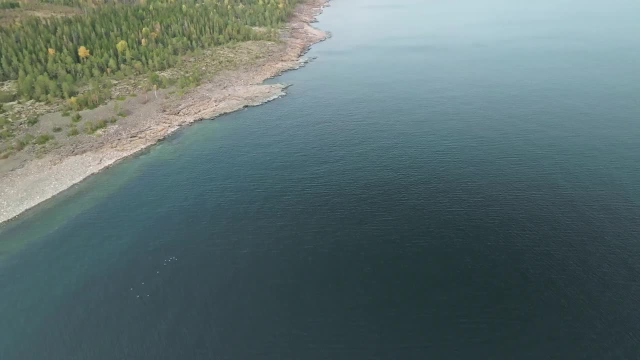 平静的大海沿着瑞典海岸和秋天的森林冷杉树。无人机航拍视频素材