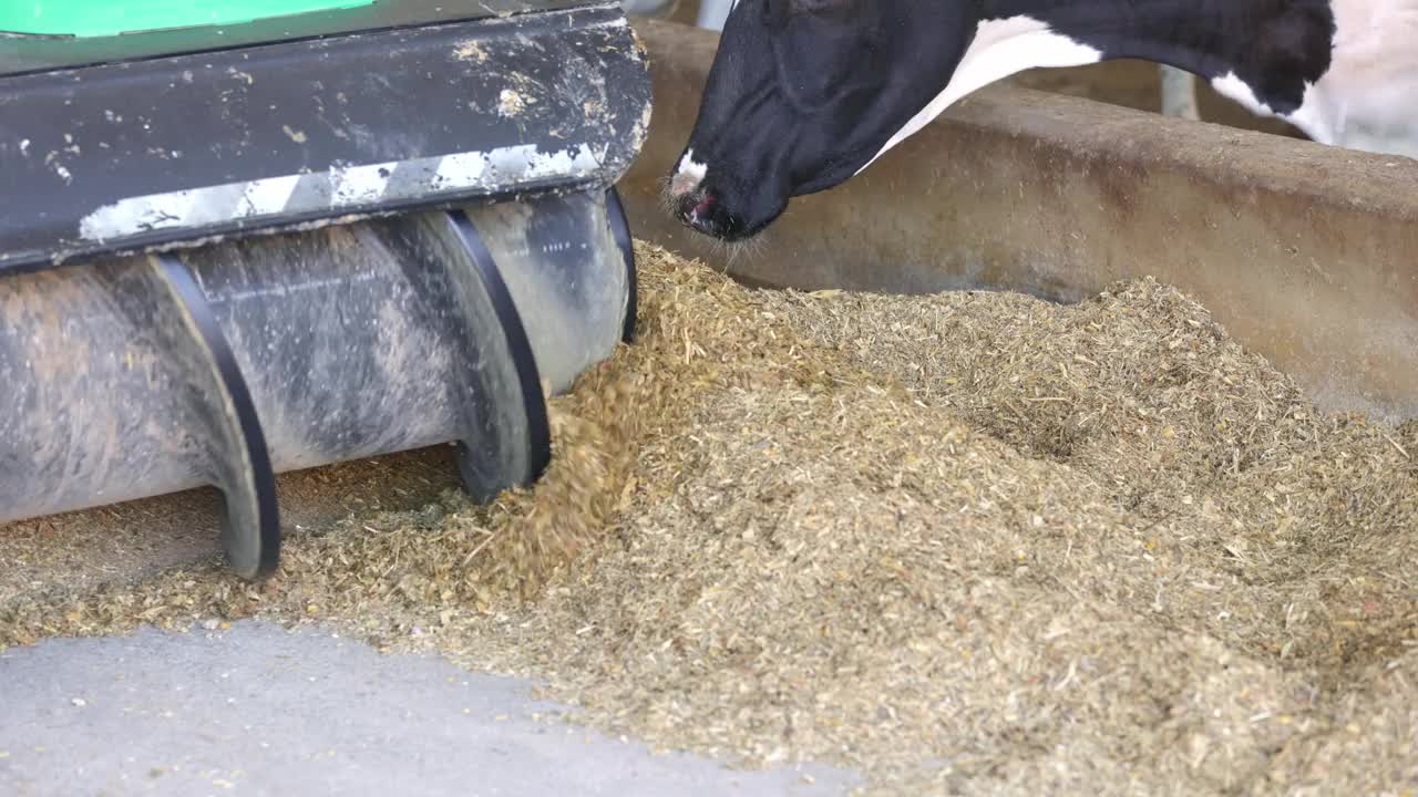 自动化喂牛过程，自动喂料器，农业，动物和食品的概念视频下载