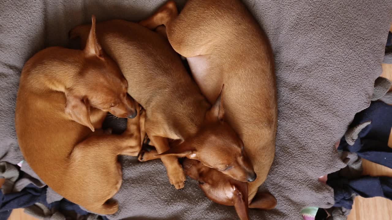 一窝三只熟睡的小狗。Mini pinscher brown。视频素材