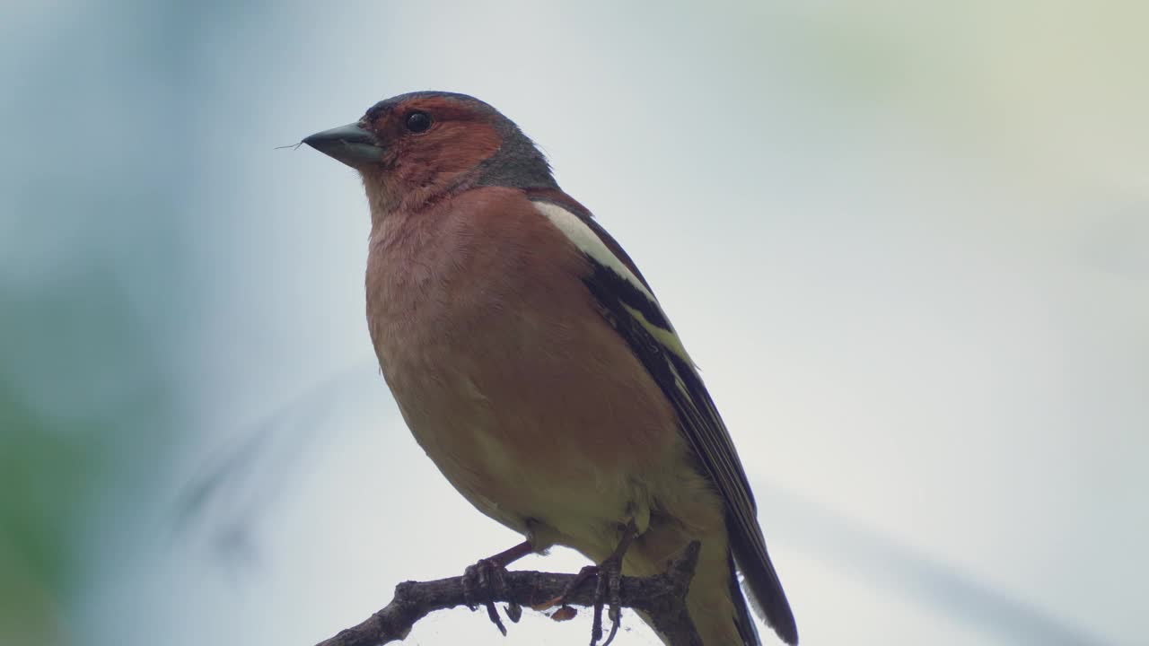 鸟——普通苍头燕雀(Fringilla coelebs)栖息在树枝上。视频素材