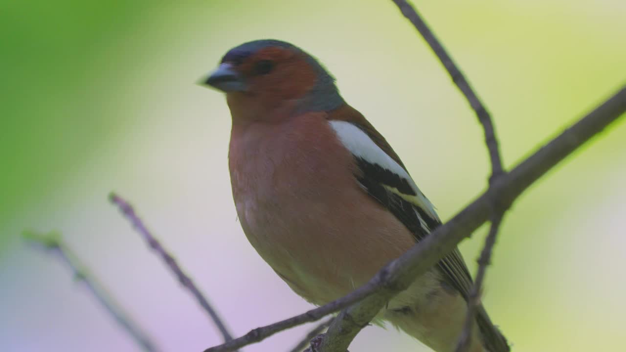 鸟——普通苍头燕雀(Fringilla coelebs)栖息在树枝上。视频素材