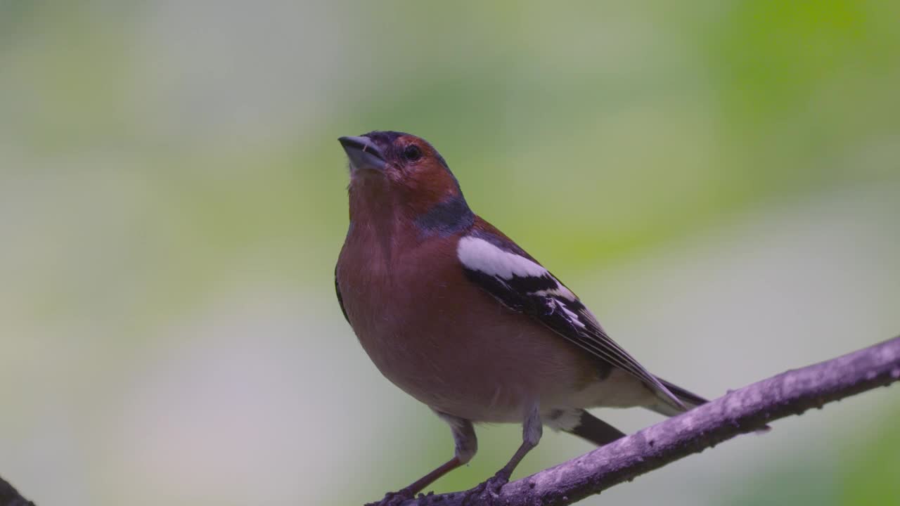 鸟——普通苍头燕雀(Fringilla coelebs)栖息在树枝上。视频素材