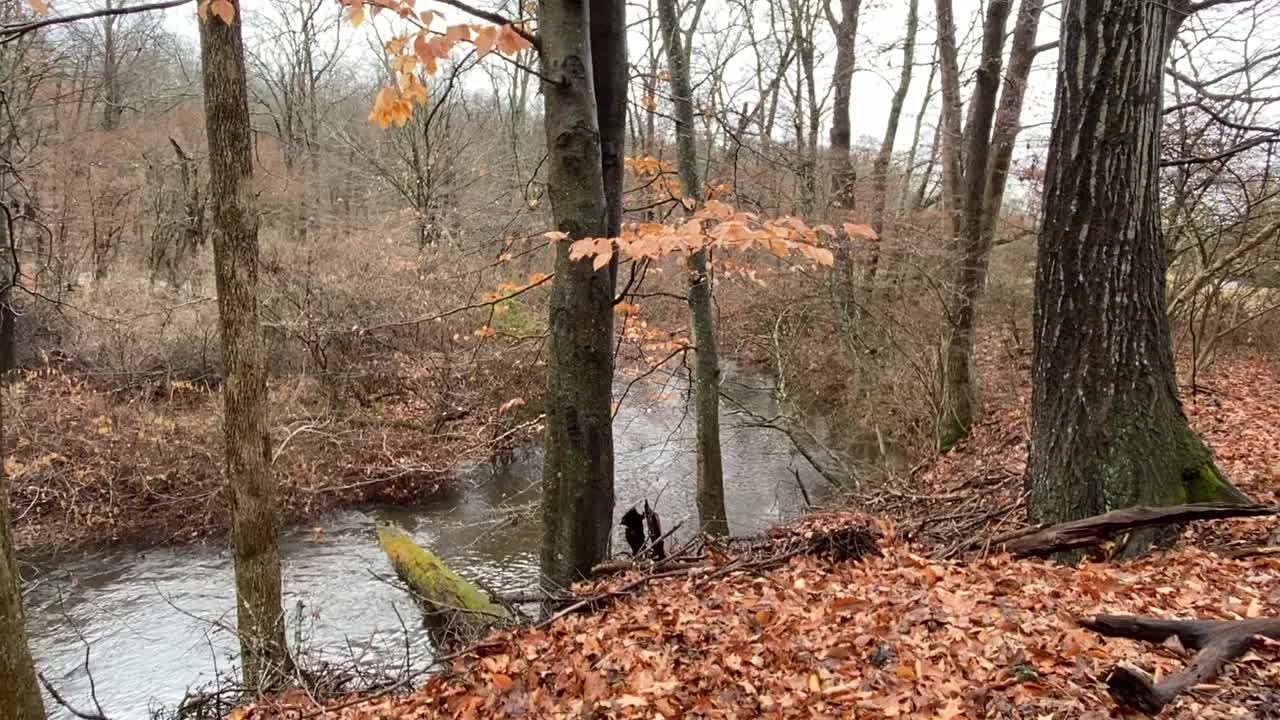 潘拍摄了一条小溪在波科诺山脉大雨后流经森林的秋天视频下载