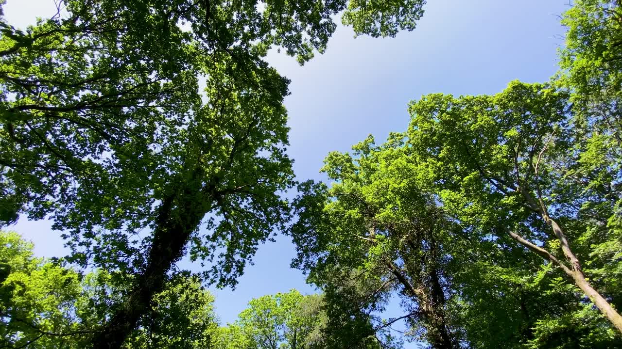 多利穿过绿色的森林，仰望林地树冠视频素材