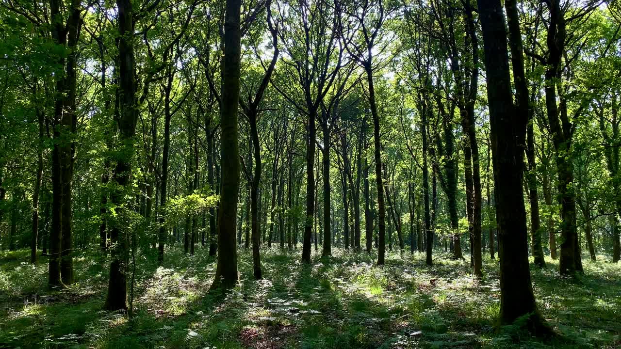 穿过野生林地，绿莹莹的蕨类森林，斑驳的阳光林间空地视频素材