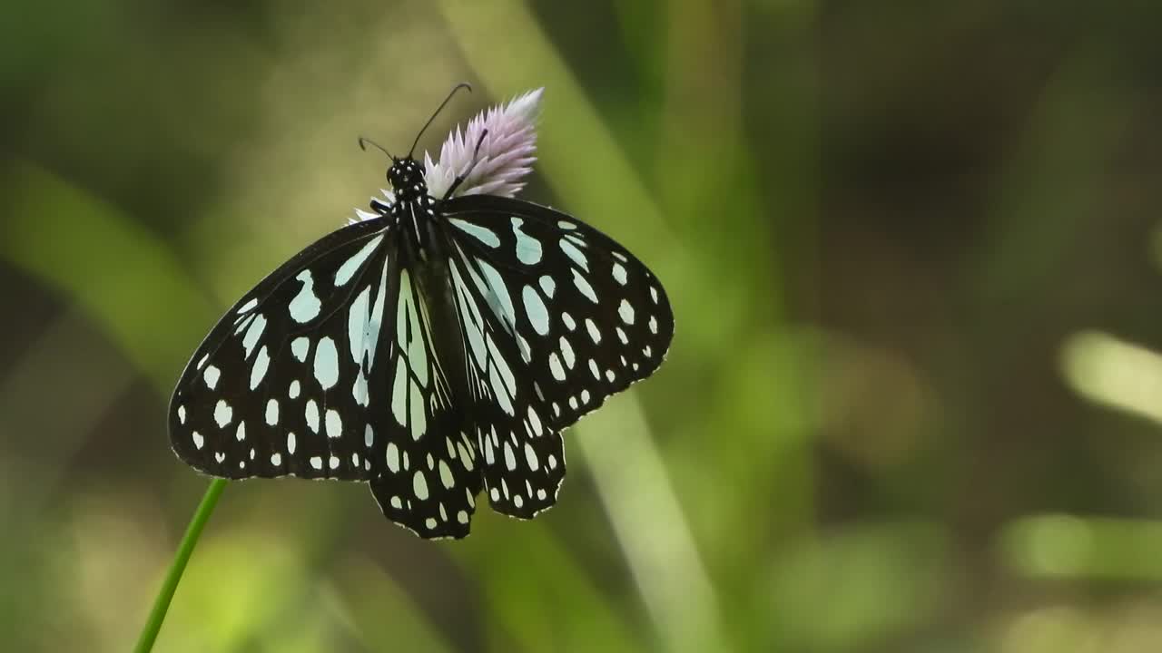 蝴蝶在花上放松。绿色的。视频素材