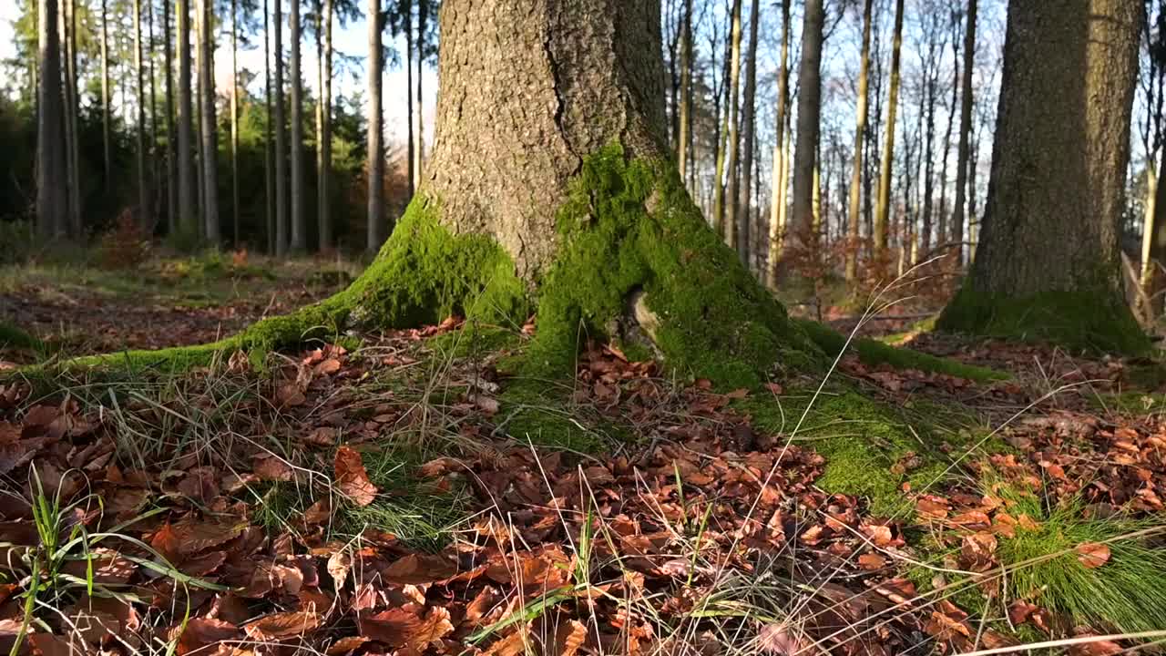 秋天的森林里，树下有五颜六色的树叶，树干上有青苔，有落叶树，风景如画视频素材