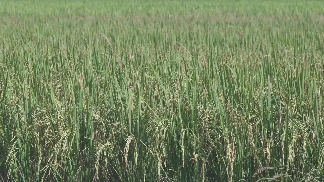 农田种植中丰富的绿色水稻纹理背景。视频素材
