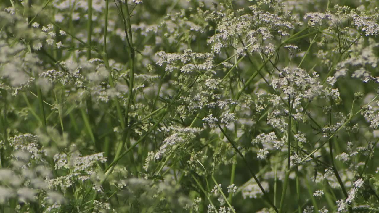 草丛中的灰雁视频素材