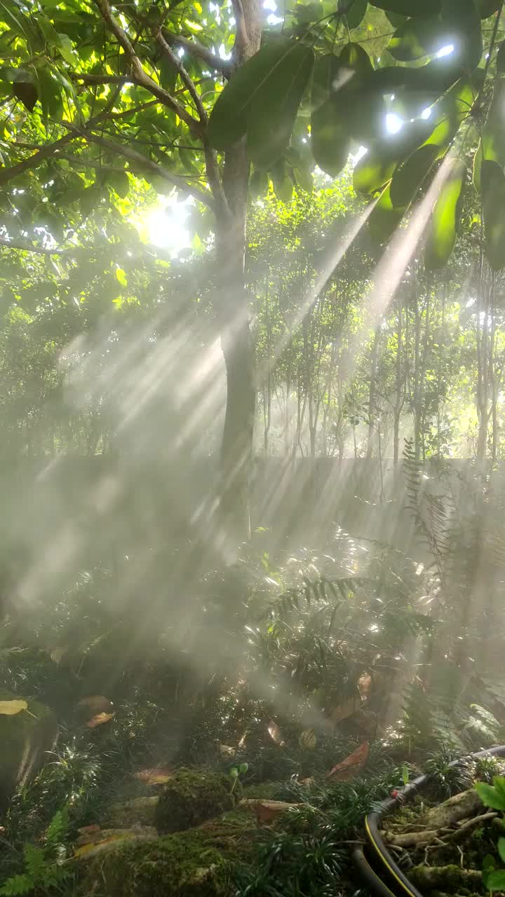 美丽的花园。视频素材